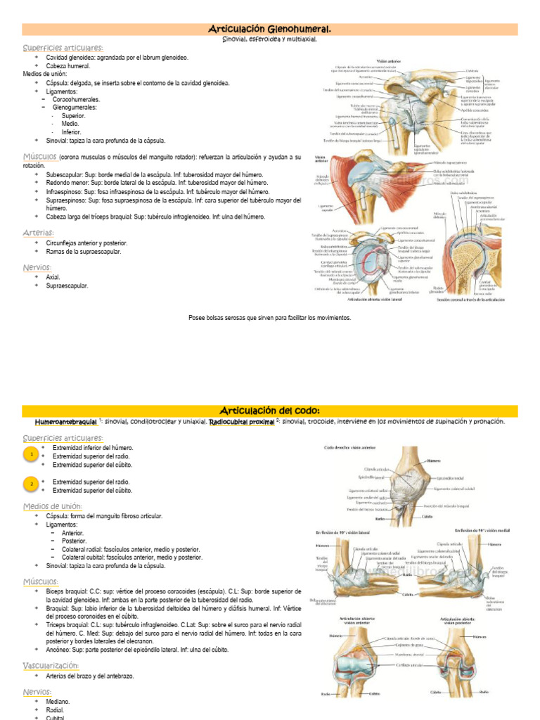 Anatomía 6. Articulaciones Más Importantes. Resúmen. PDF