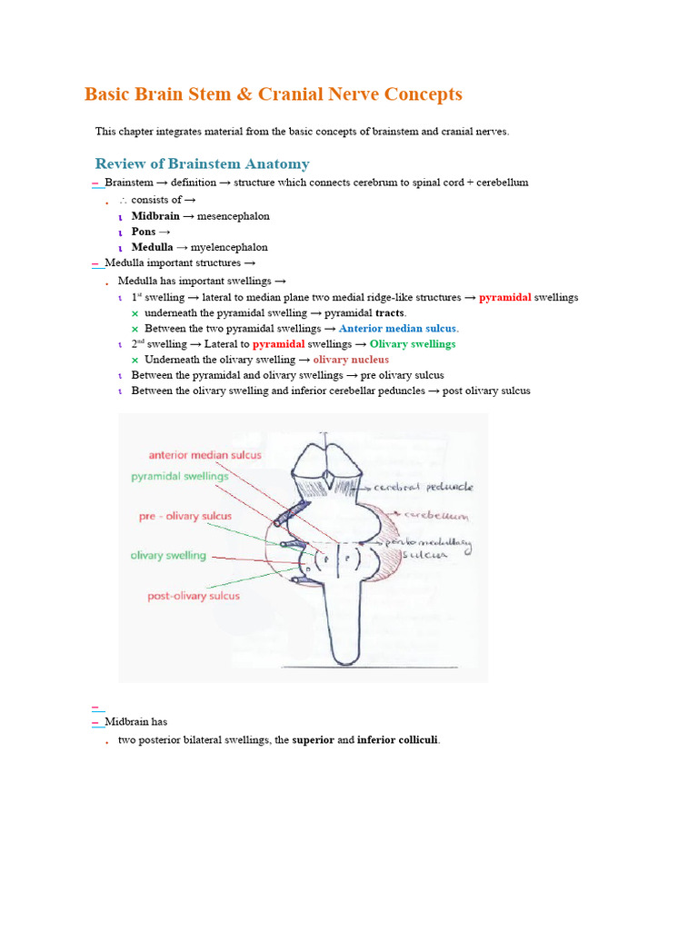 08a - Brain Stem - Basic Concepts - DR Najeeb Videos | PDF | Brainstem ...