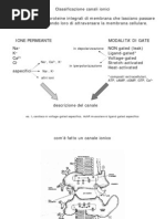 Canali Ionici, Fibre Nervose, Velocità Di Conduzione_BN