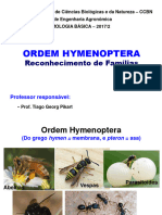P10_Hymenoptera_CCBN391