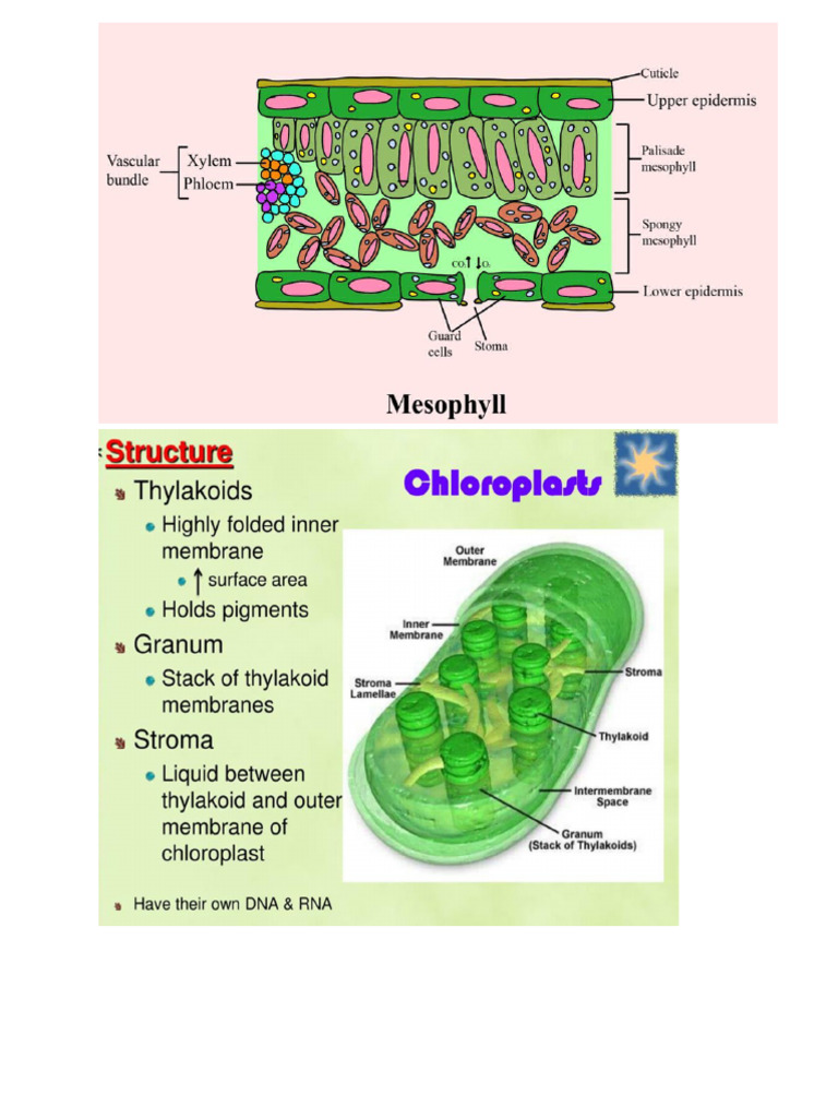 Ocr a level photosynthesis notes pdf