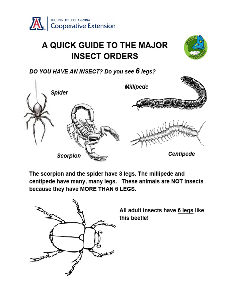 Insect Discovery Short Guide Major Insect Orders PDF Insects Fly