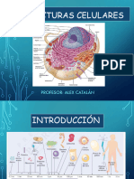 Biología Tercero - Fisiología Celular