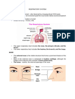 Respiratory System Study Guide