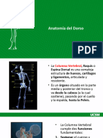 Anatomia Doso, Columna Vertebral y Musculatura 2021