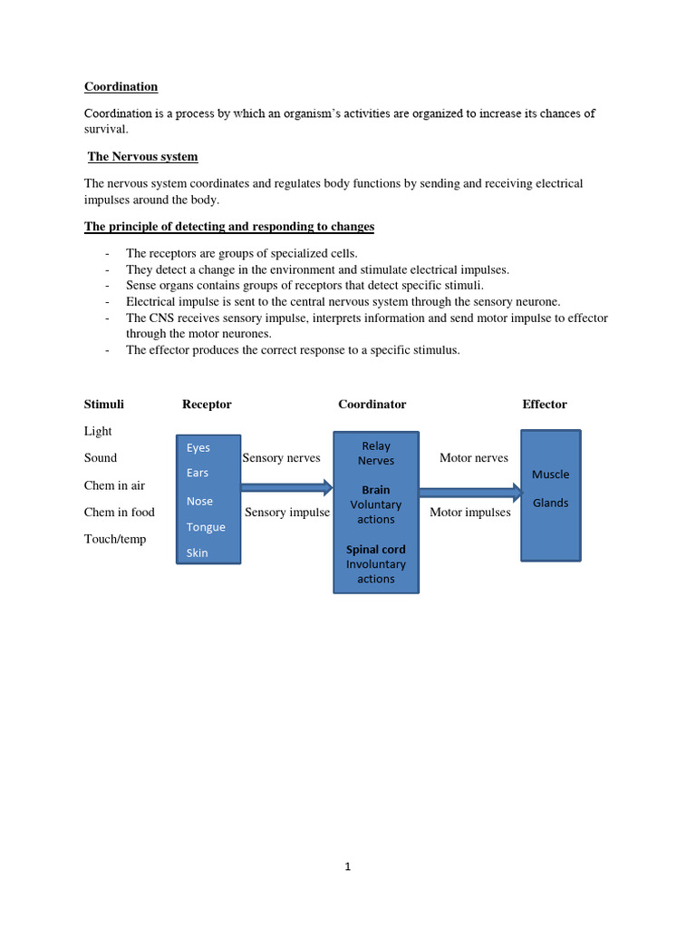 Coordination and Response | PDF | Neuron | Nervous System