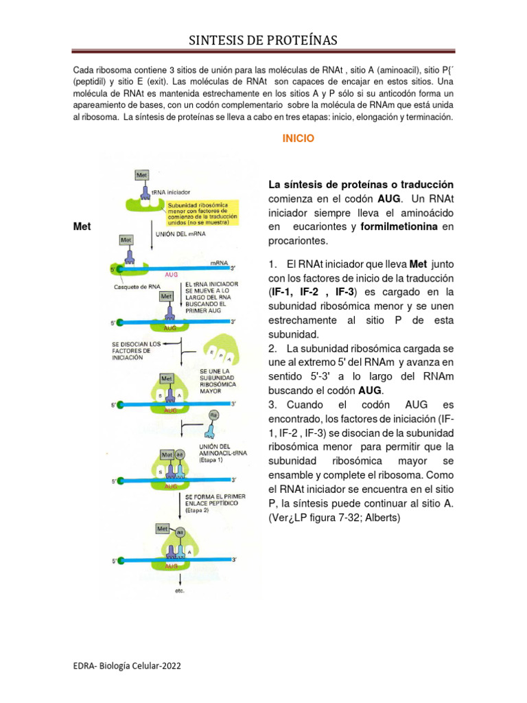 Sintesis De Proteínas 2022 Pdf Traducción Biología Biología