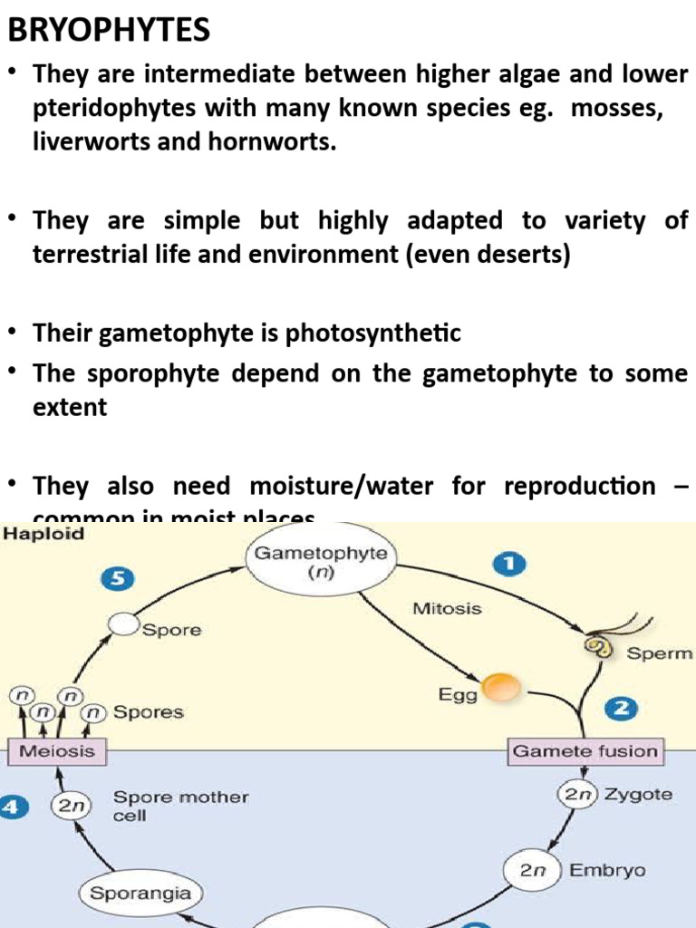 BL 7 Bryophytes | PDF | Sexual Reproduction | Moss