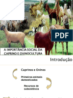 4 - Importancia Social Da OvinoCaprinocultura