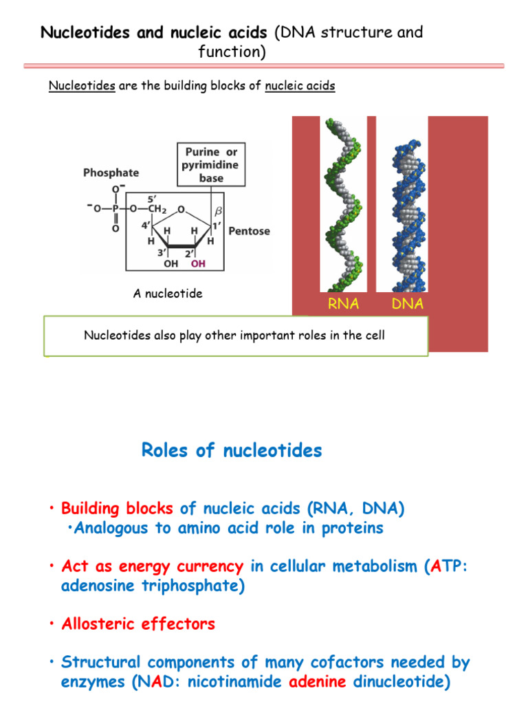 Nucleotides and Nucleic Acids Overview | PDF | Nucleotides | Rna