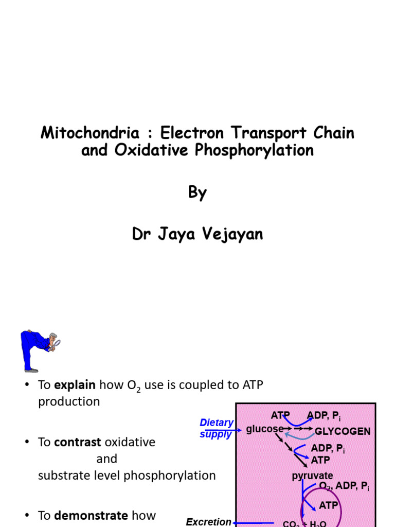 Mitochondrial ATP Synthesis Overview | PDF | Adenosine Triphosphate ...