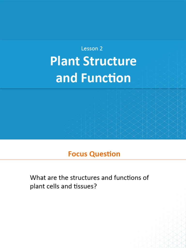 Plant Cell and Tissue Structures Explained | PDF | Tissue (Biology) | Leaf