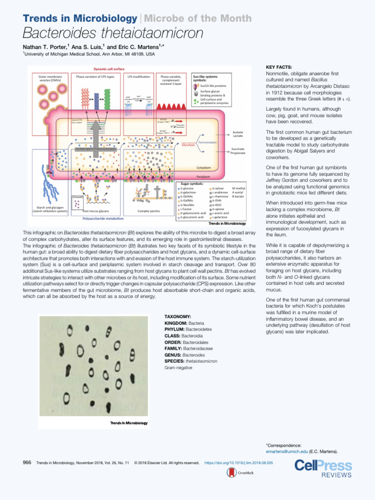 Bacteroides Thetaiotaomicron | PDF | Polysaccharide | Dietary Fiber