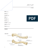 Tubercle: همکت Notch: یگدیرب Sulcus: رایش Foramen: خاروس Spine: راخ Process: هدئاز Groove: نادوان Condyle: گرزب یگدمآرب Cavity: قمع مک هرفح Fossa: قیمع هرفح