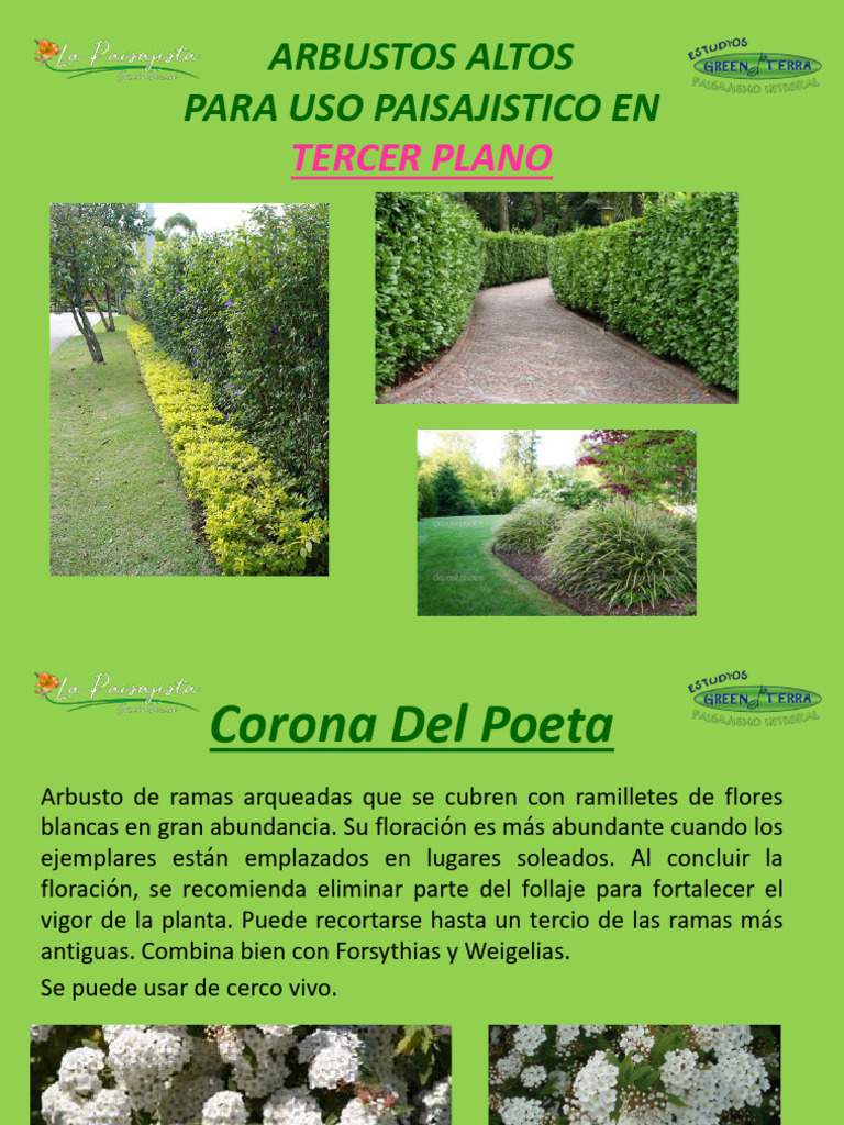 Arboles y Arbustos Forrajeros Utilizados en Alimentación Animal como Fuente  Proteica, image size:768x1024