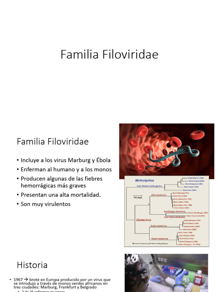 Virus de Ébola y Marburg: Características y Epidemiología | PDF | Virus ...