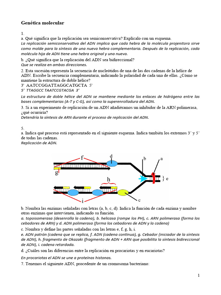Ejercicios Genetica Hechos. | PDF | Replicación De Adn | Adn