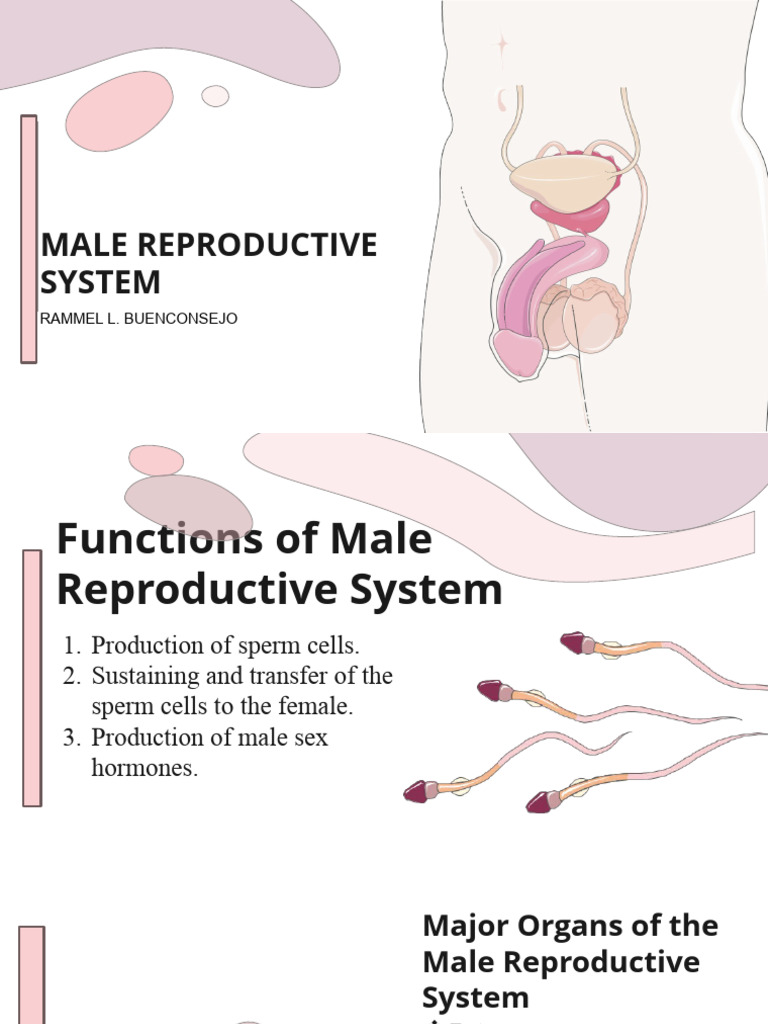 INTERESTING FACTS ABOUT MALE REPRODUCTIVE SYSTEM visual data 2