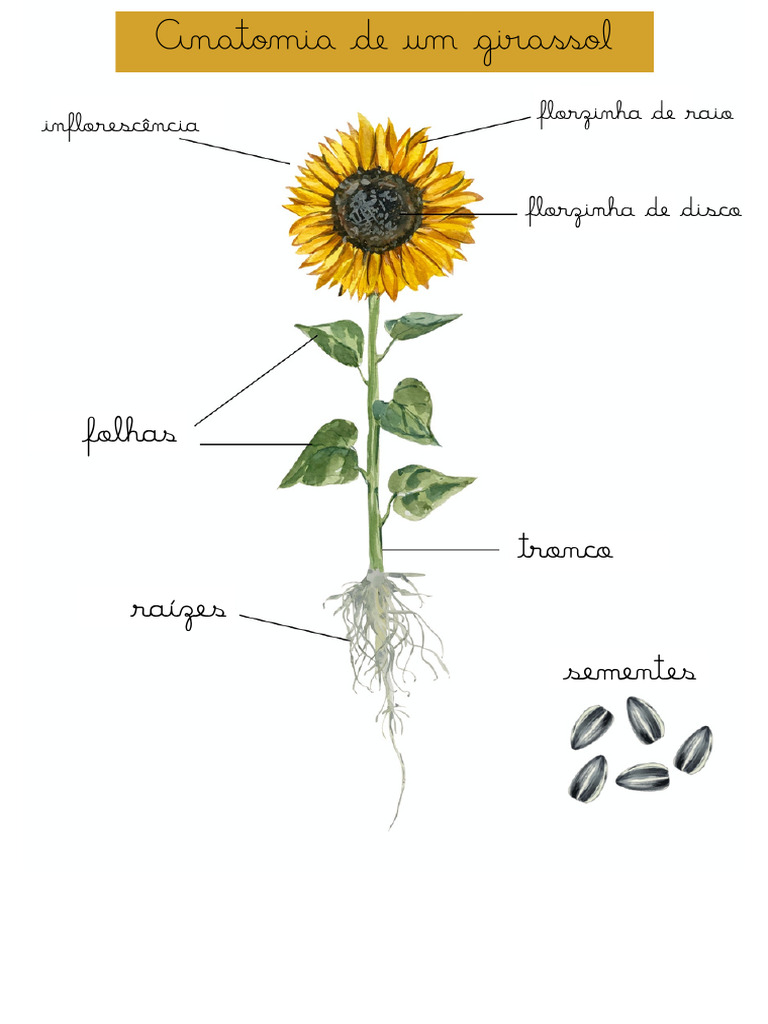 Anatomia do Girassol e Suas Partes | PDF
