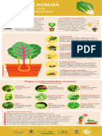 Cultivo de Acelga