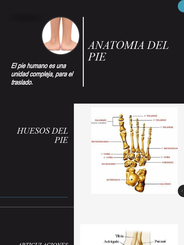 Anatomia Del Pie | PDF