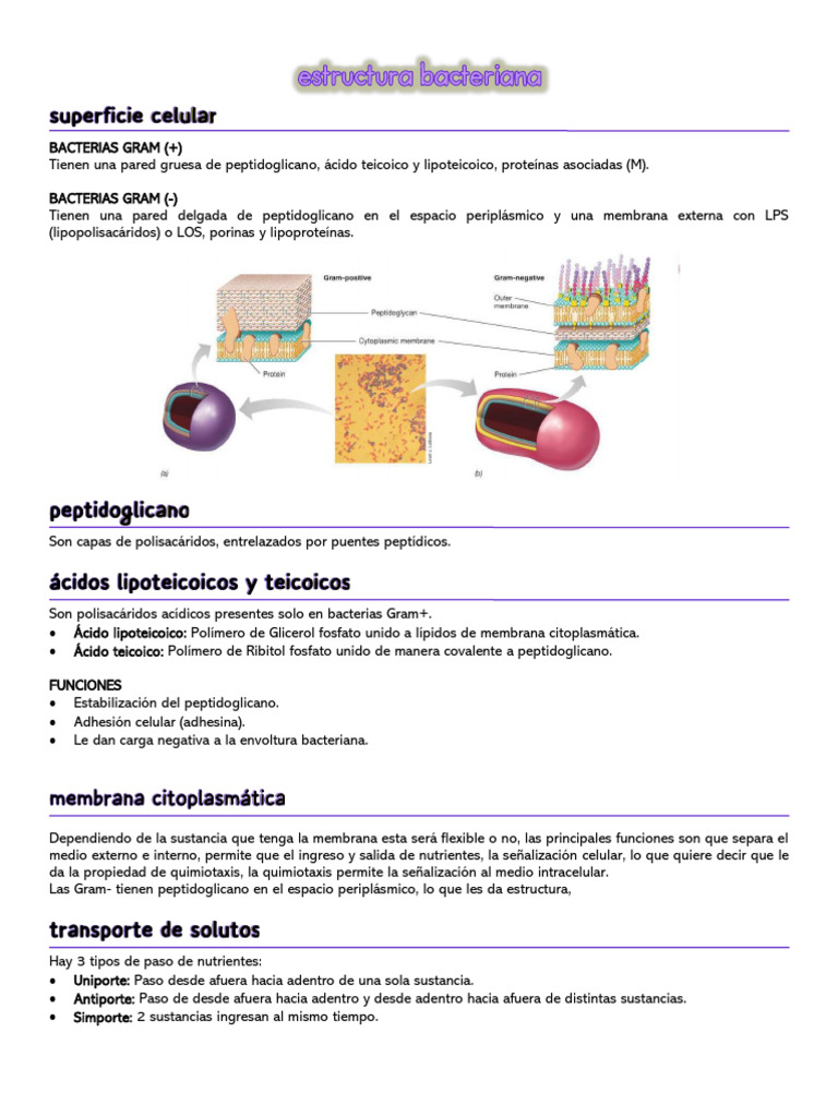 Estructura y Función de Bacterias Gram+/Gram- | PDF | Las bacterias | Adn