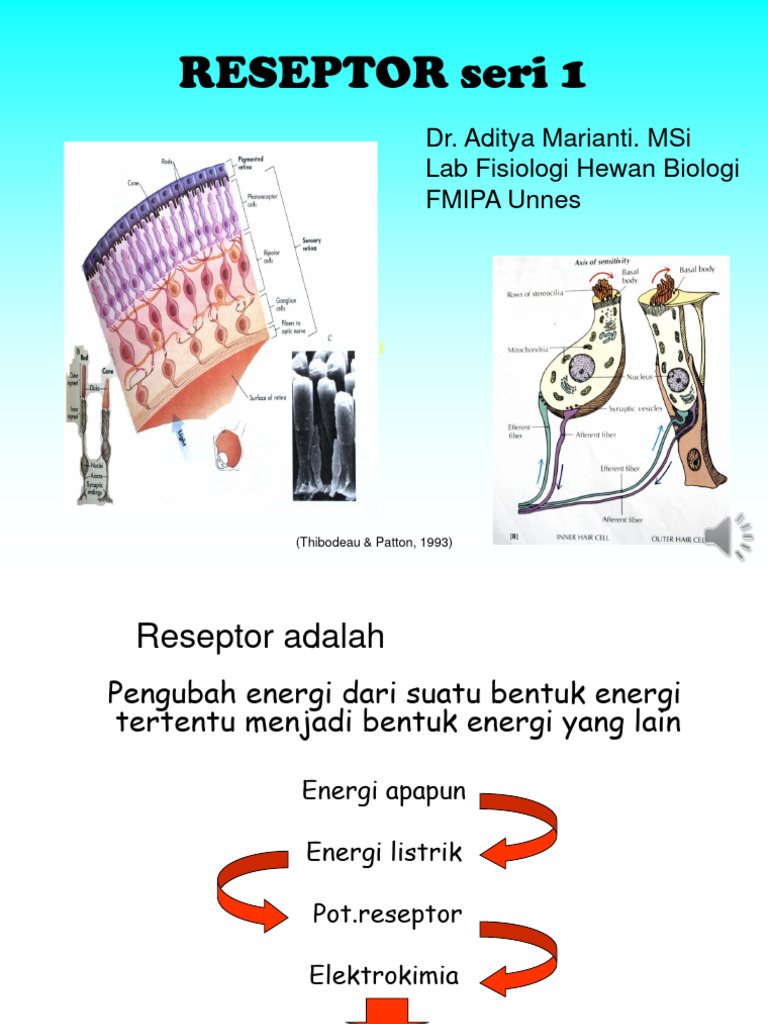 Mekanisme Kerja Reseptor Indera | PDF