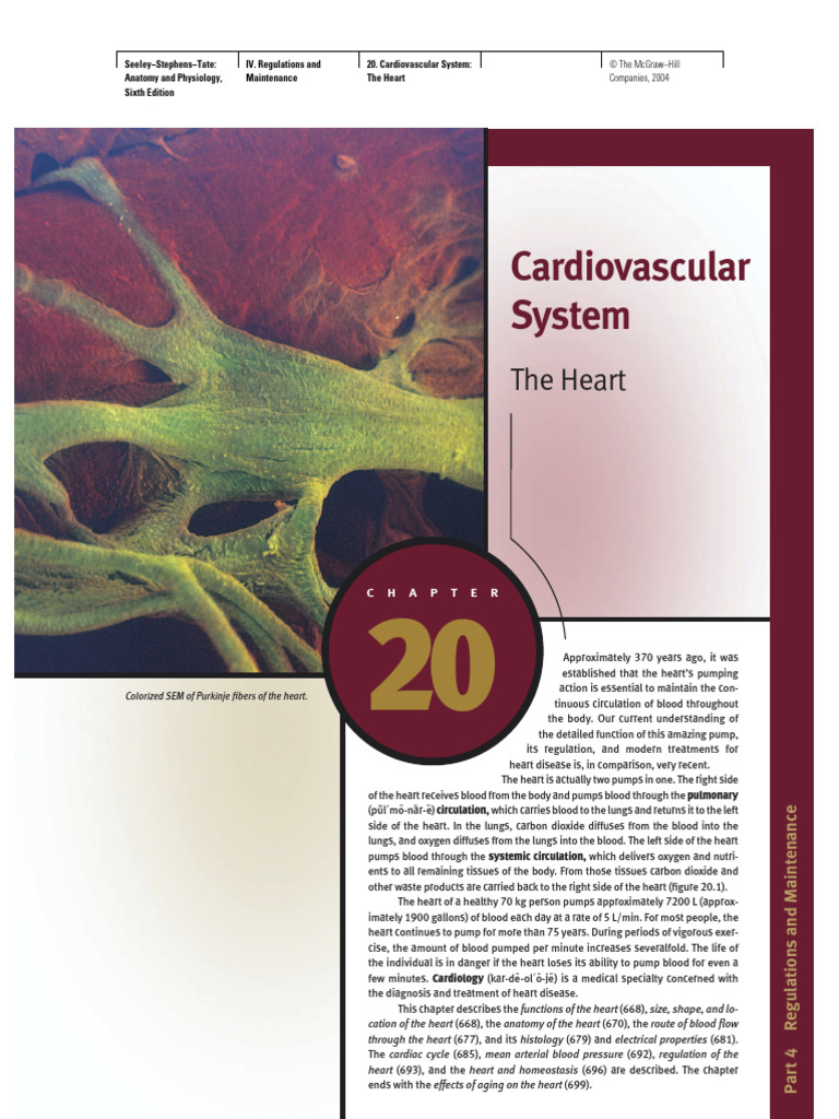 20 Cardiovascular System The Heart | Download Free PDF | Heart Valve ...