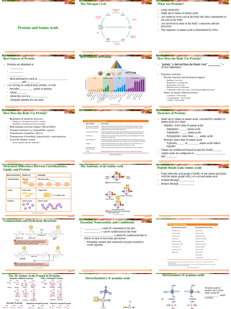 Understanding Proteins and Amino Acids | PDF | Beta Sheet | Alpha Helix