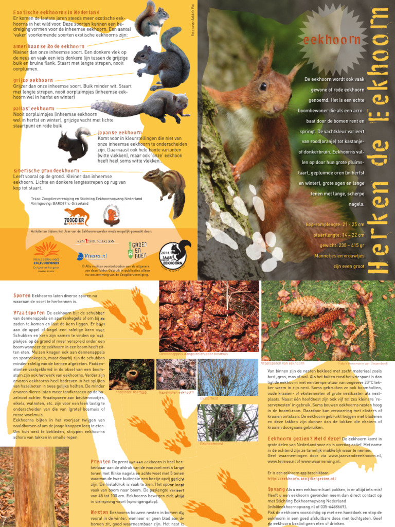 zoogdier-herken-de-eekhoorn-a5-medium-def-pdf