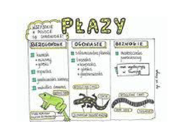Płazy Notatki | PDF