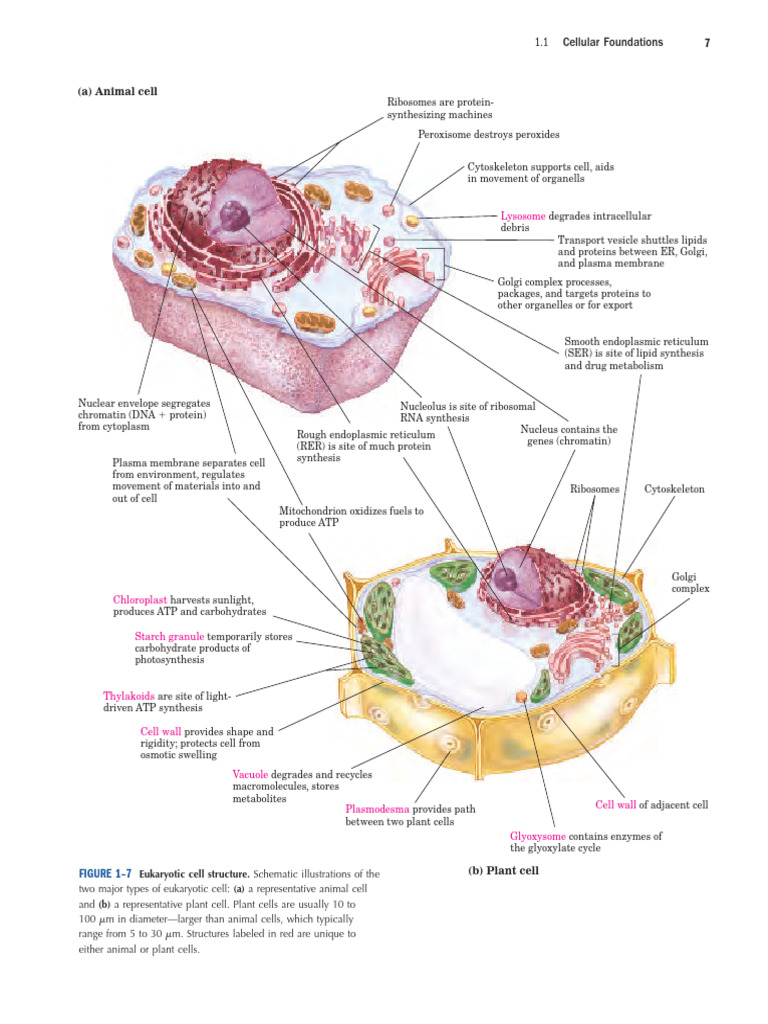 Smooth vs Rough Endoplasmic Reticulum | PDF | Cell (Biology ...