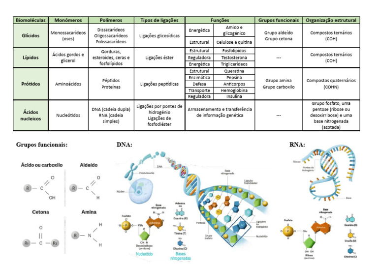 Estrutura e Funções das Biomoléculas | PDF | Biologia Estrutural ...
