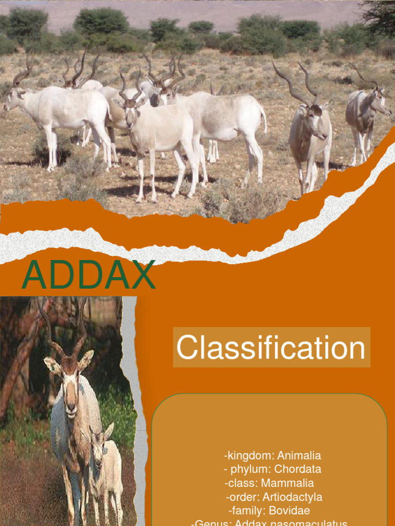 Addax: Adaptations and Characteristics | PDF