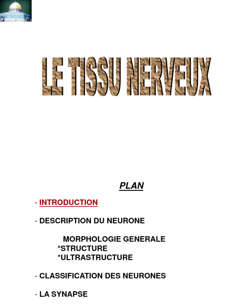 Anatomie et Classification des Neurones | PDF | Neurone | Système nerveux