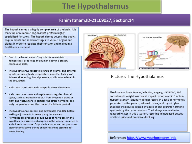 Understanding Hypothalamus Functions | PDF | Self-Improvement | Wellness