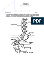 Examen - Genètica Molecular