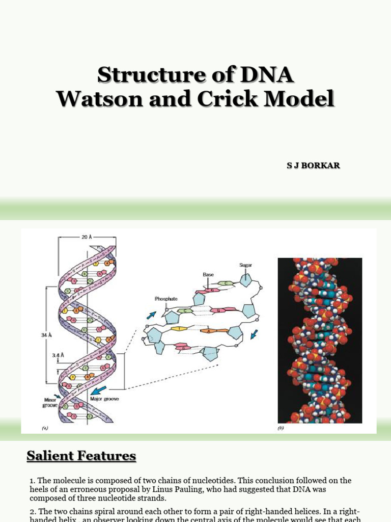 Structure of DNA (WC Model) | PDF | Dna | Nucleic Acid Double Helix