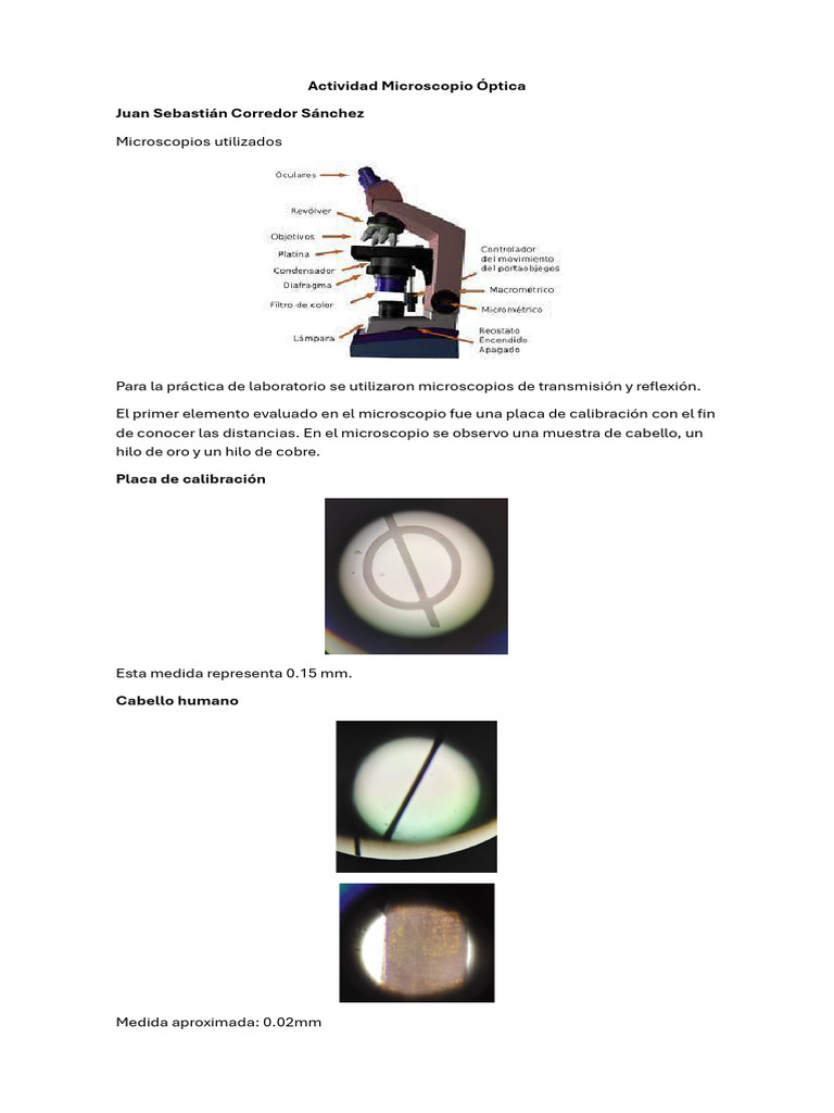 Actividad Microscopia Optica | PDF