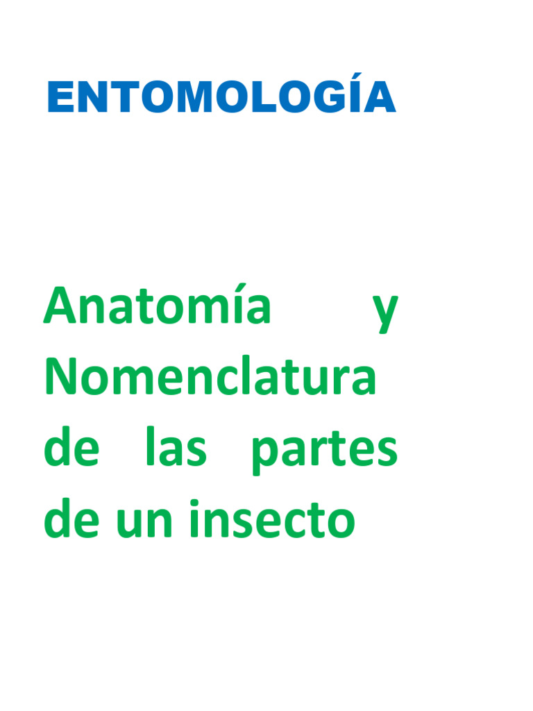 Anatomía y Nomenclatura de Insectos | PDF | Insectos | Hexapoda