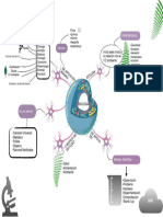 Mapa Mental Biologia