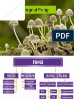 REGNUL FUNGI.pptx