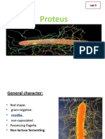 Proteus Pseudomonas