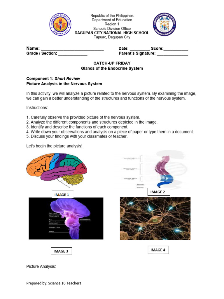 Endocrine System and Nervous System Analysis | PDF | Nervous System ...
