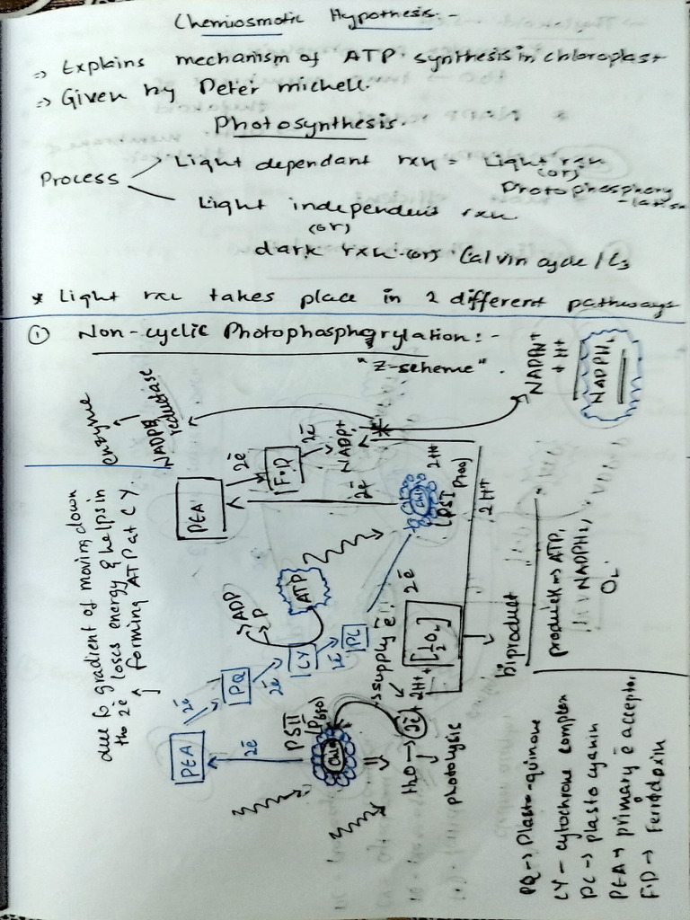 Biology Homework | PDF | Cell Anatomy | Cytoplasm