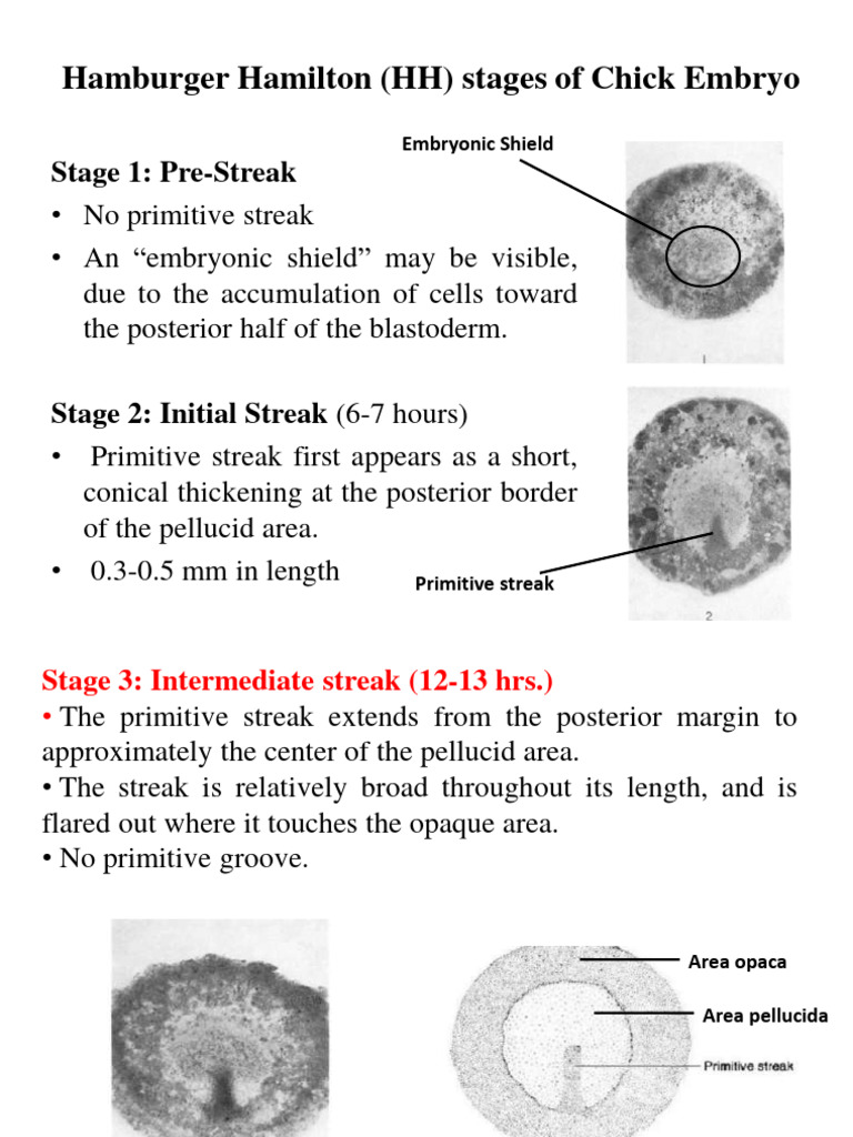 Exp. 3 Chick Developmental Stages Part 2 | PDF | Anatomy ...