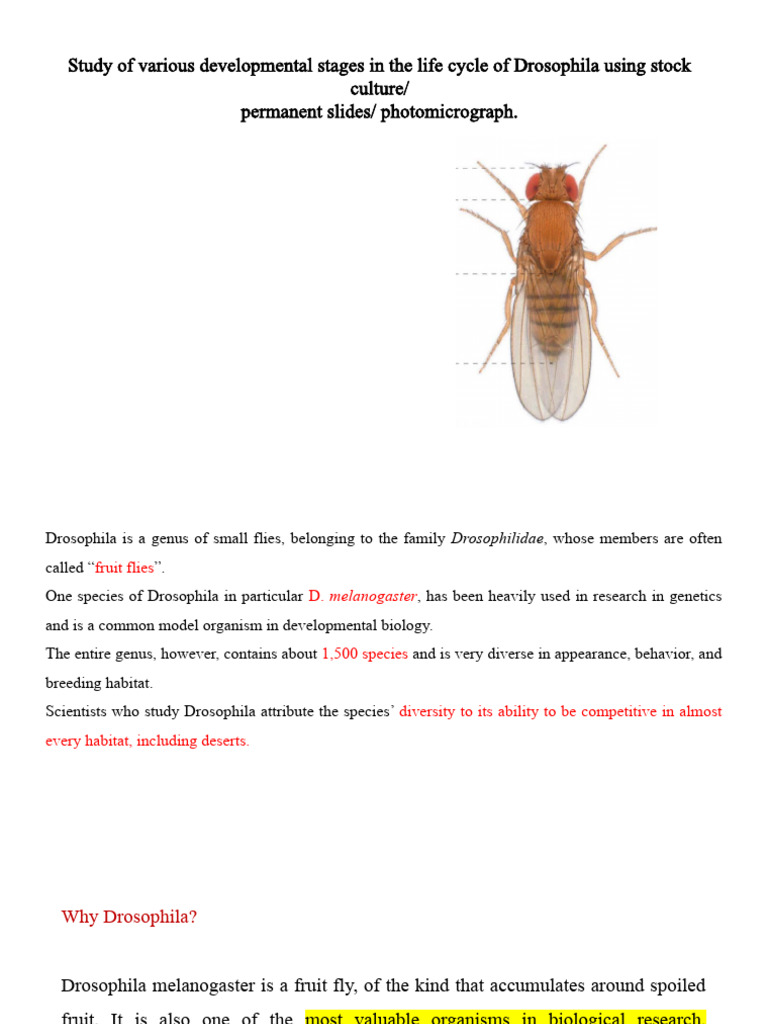 Drosophila melanogaster Life Cycle Stages | PDF | Drosophila ...