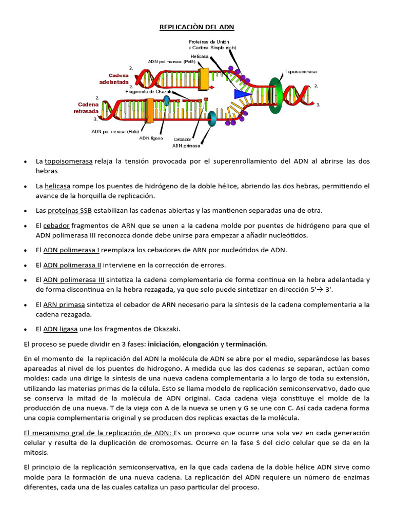 Proceso de Replicación del ADN Explicado | PDF | Replicación De Adn | Adn