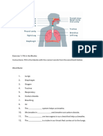 Respiratory System Worksheet