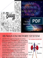 Human Excretory System 